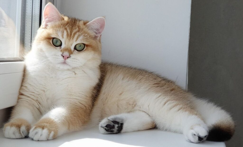 Bảng giá các giống mèo Anh lông ngắn