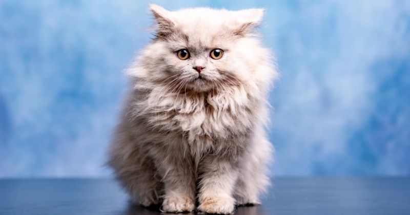 Biến thể màu trắng của giống mèo British Longhair