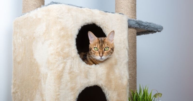 Nhiều mèo sử dụng các chỗ nghỉ riêng trong cùng không gian