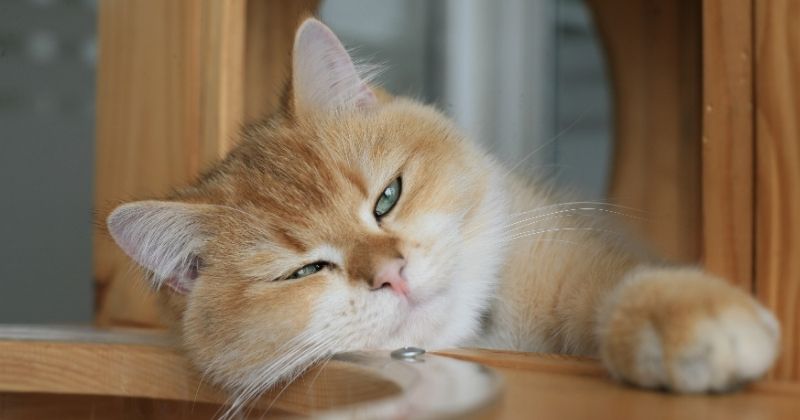 Đệm và lớp lót nhà cho mèo có thể tháo rời để vệ sinh