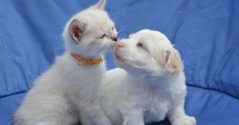 Quy trình đặt dịch vụ hỏa táng chó mèo tại TPHCM