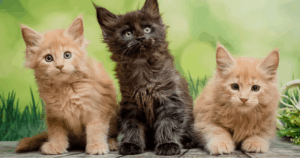Các giống mèo cảnh