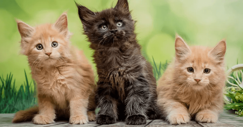 Các giống mèo cảnh