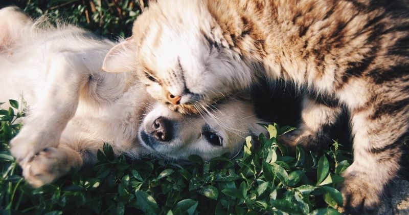 Các yếu tố quyết định giá hỏa táng chó mèo tại TPHCM