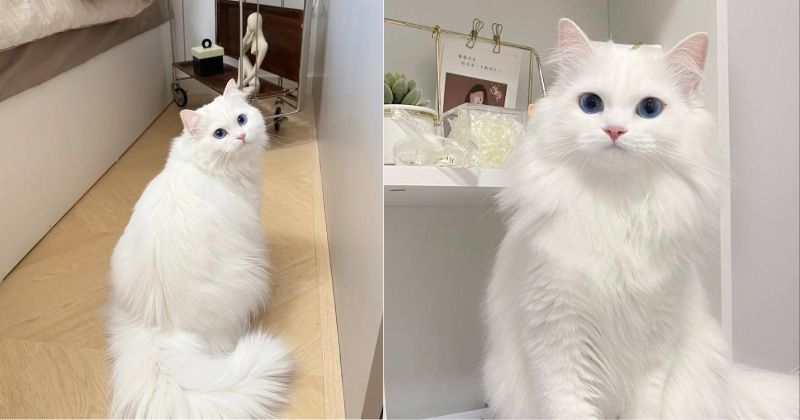 Người nuôi chải bộ lông trắng cho mèo Anh lông dài