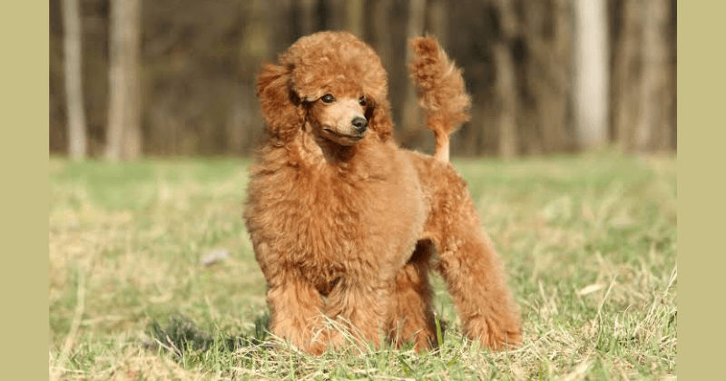Cách chăm lông cho Poodle
