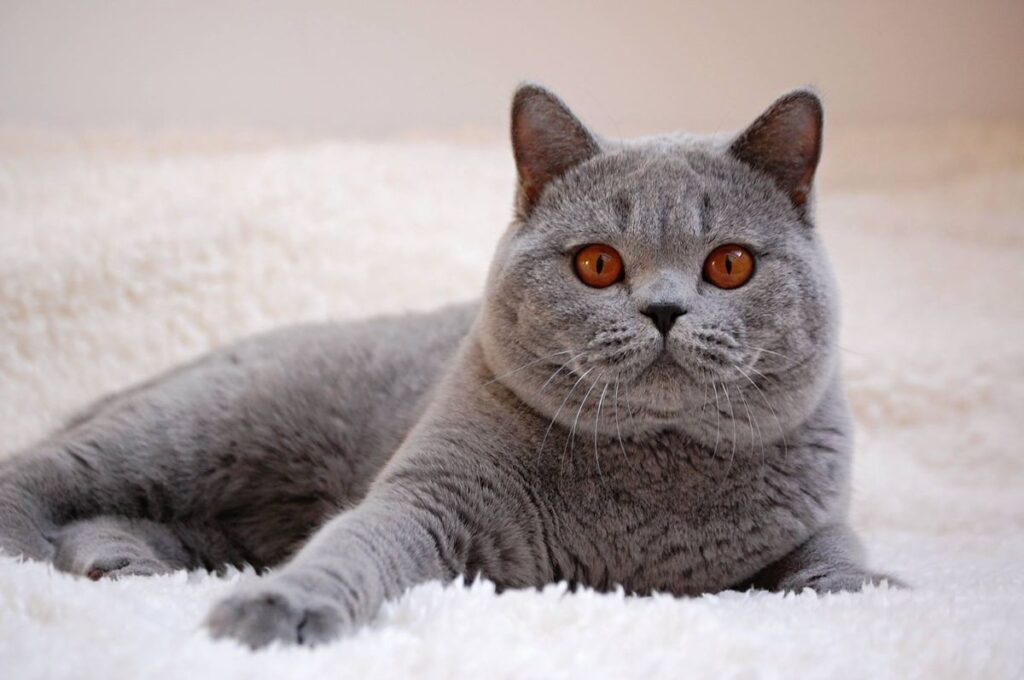 Hướng dẫn cách chăm sóc giống mèo British Shorthair