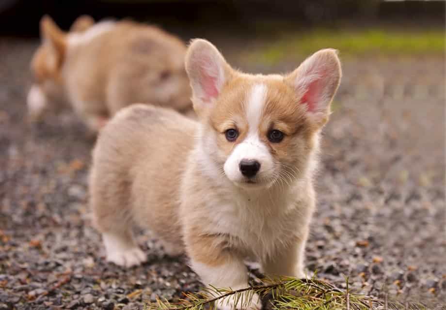 Hướng dẫn cách chăm sóc và huấn luyện Corgi