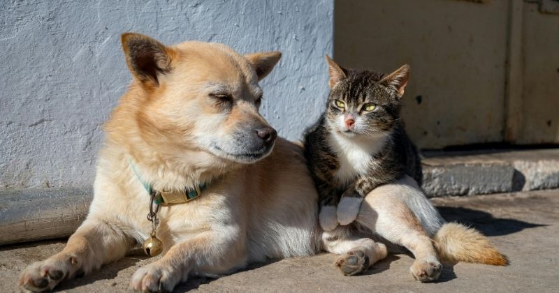 Sơ đồ chọn gói hỏa táng chó mèo theo nhu cầu và ngân sách