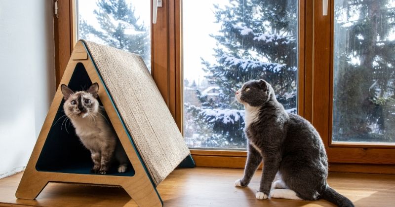 Chọn nhà cho mèo theo thói quen ngủ và ẩn nấp