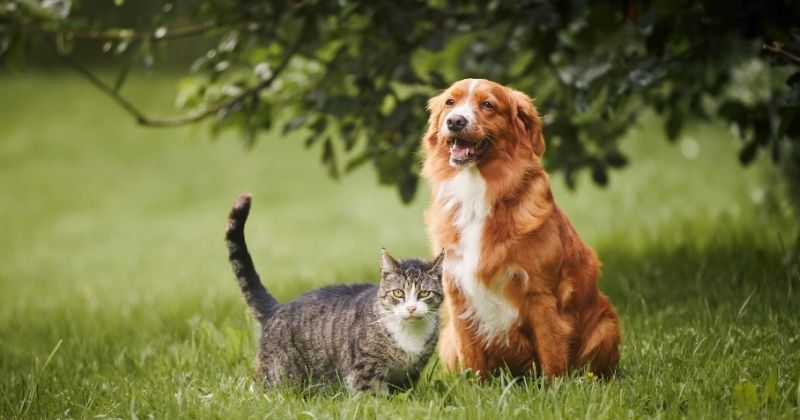 Cách đặt thú cưng ở nơi sạch và mát trong lúc chờ tiếp nhận
