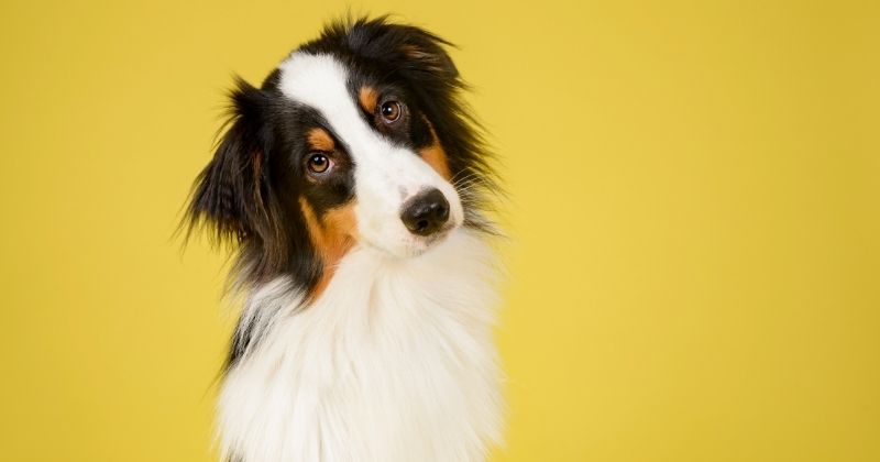 Cách bảo quản thú cưng tạm thời sau khi qua đời