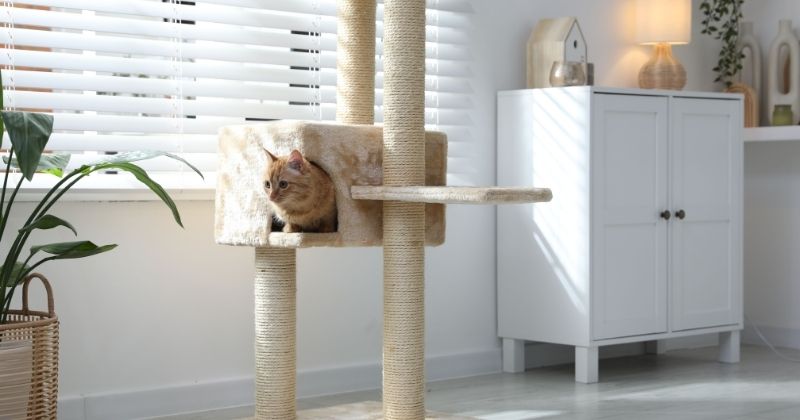 Mèo làm quen với nhà mới bằng khăn có mùi quen và phần thưởng