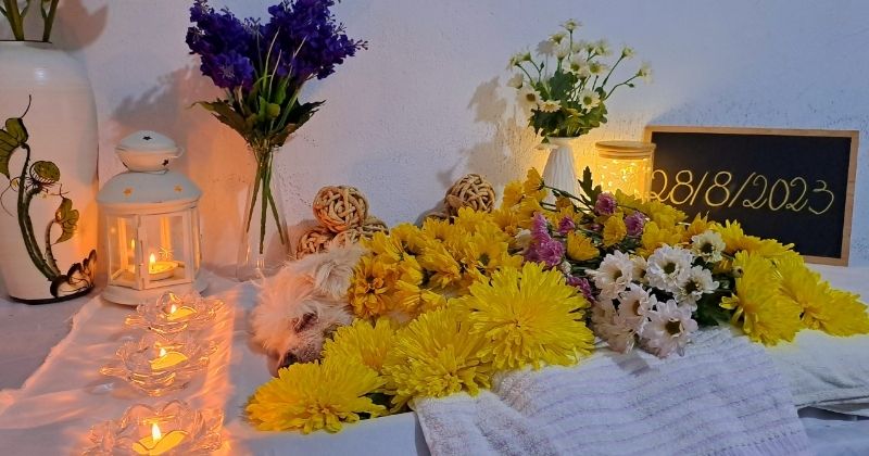 Tiêu chí kiểm tra nơi hỏa táng chó mèo uy tín tại TPHCM