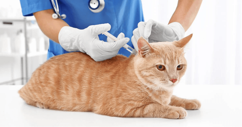 Cách phòng ngừa bệnh FIP ở mèo