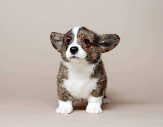 Giống Cardigan welsh Corgi