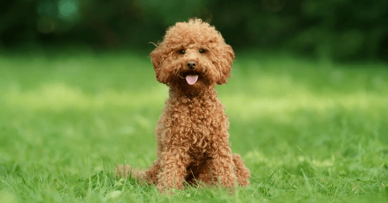 Câu hỏi thường gặp khi nuôi Poodle