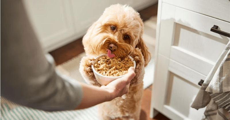 Chế độ ăn phù hơp cho chó Poodle