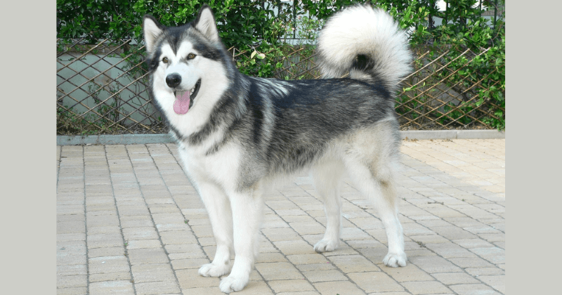 Chó Alaska là một trong các giống chó cảnh được yêu thích tại Việt Nam