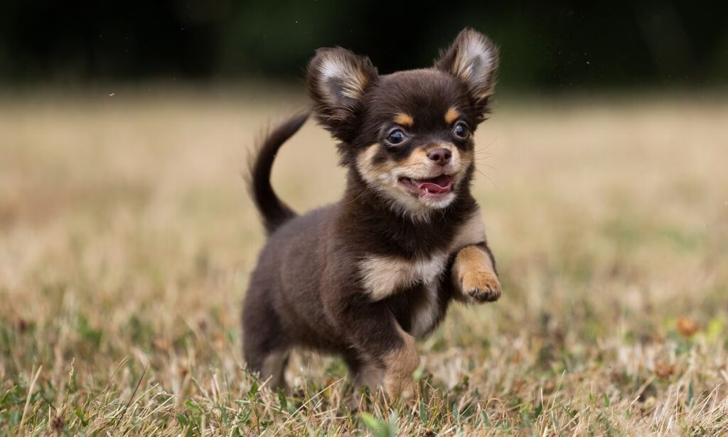 Chó Chihuahua