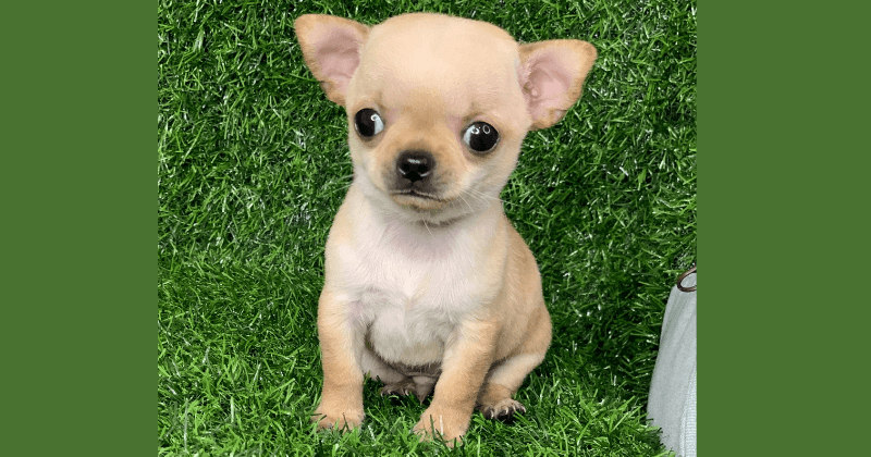Chihuahua là một trong các giống chó cảnh nhỏ được yêu thích