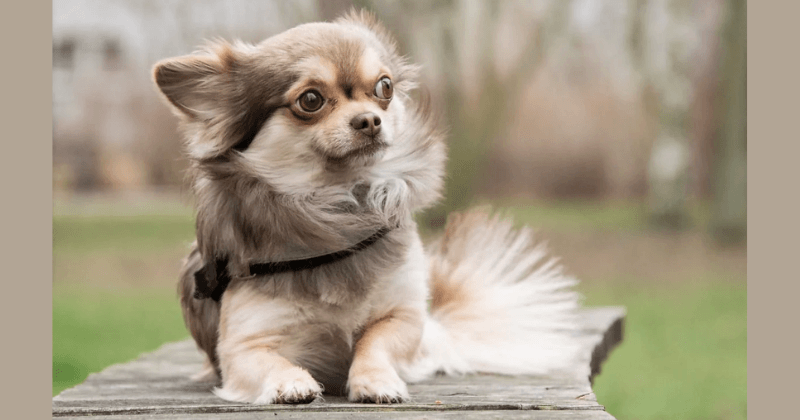 Chó Chihuahua lông dài