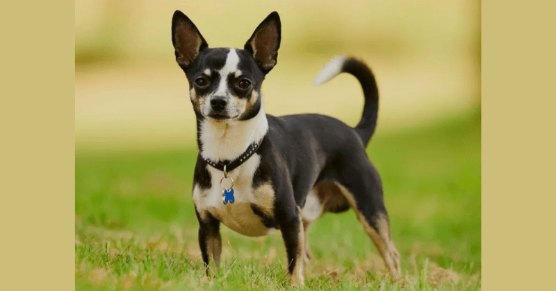 Chó Chihuahua lông ngắn