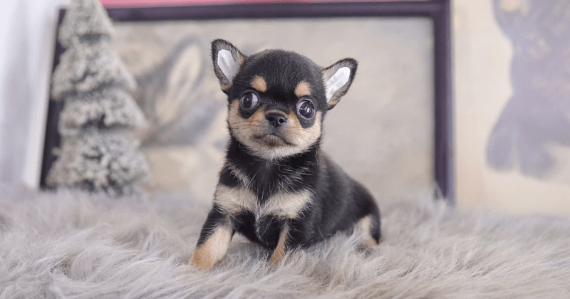 Chó Chihuahua mini
