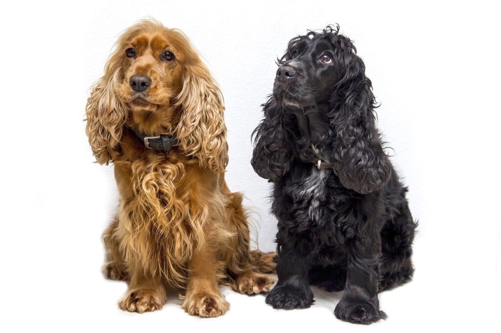 Giống chó Cocker Spaniel