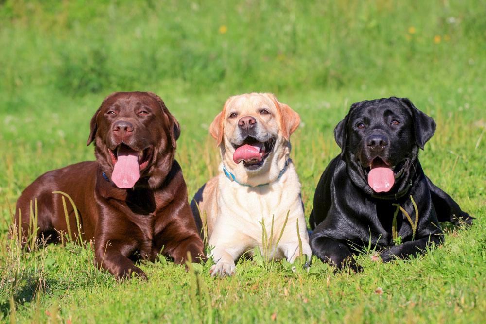 Chó Labrador là một trong các giống chó cảnh nổi tiếng tại Mỹ
