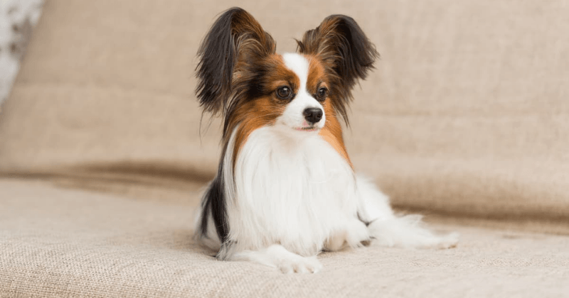 Chó cảnh mini Papillon