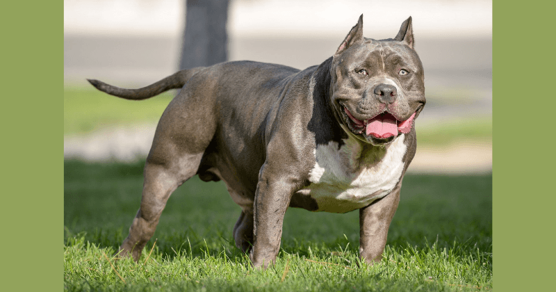 Chó Pitbull