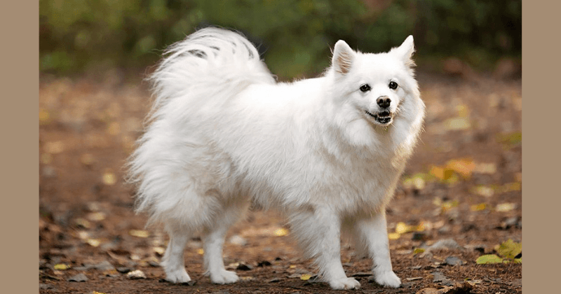 Chó cảnh Samoyed