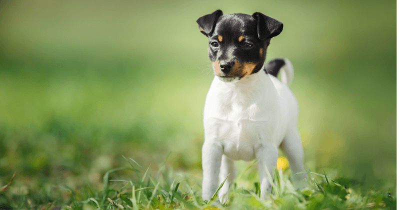 Giống chó mini đẹp - Toy Fox Terrier