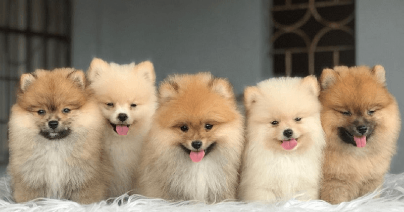Chó Phốc sóc mini - giống chó được ưa chuộng tại Việt Nam