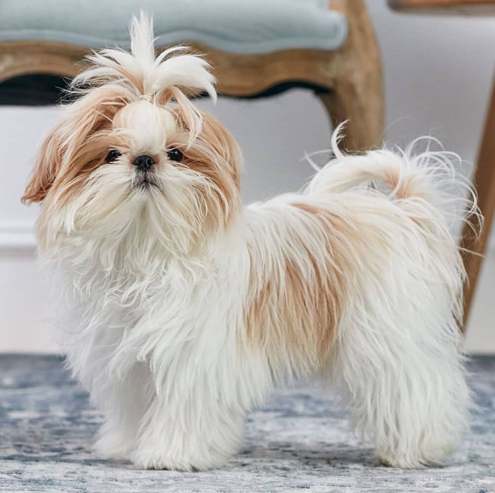 Chó cảnh mini Shih Tzu