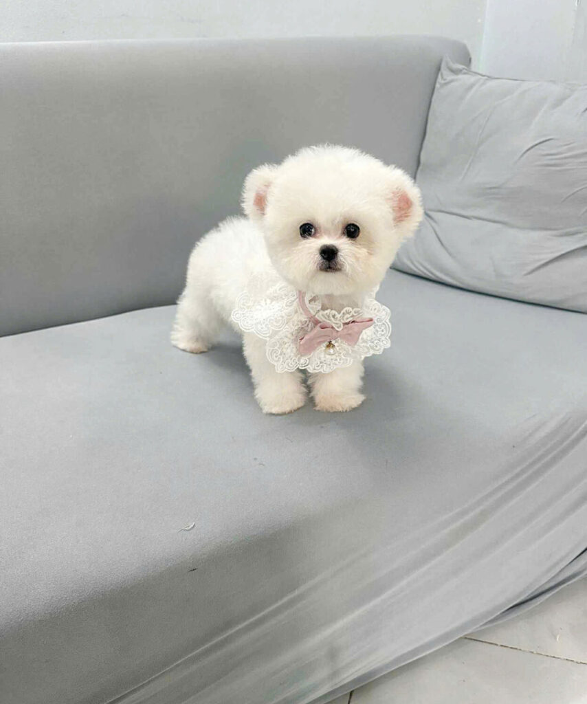 Giống chó cảnh mini đẹp, được ưa chuộng - Bichon Frise