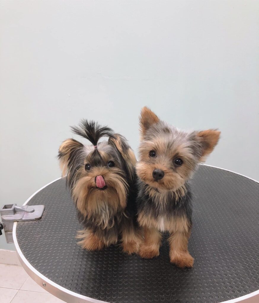 Chó cảnh mini Yorkshire Terrier