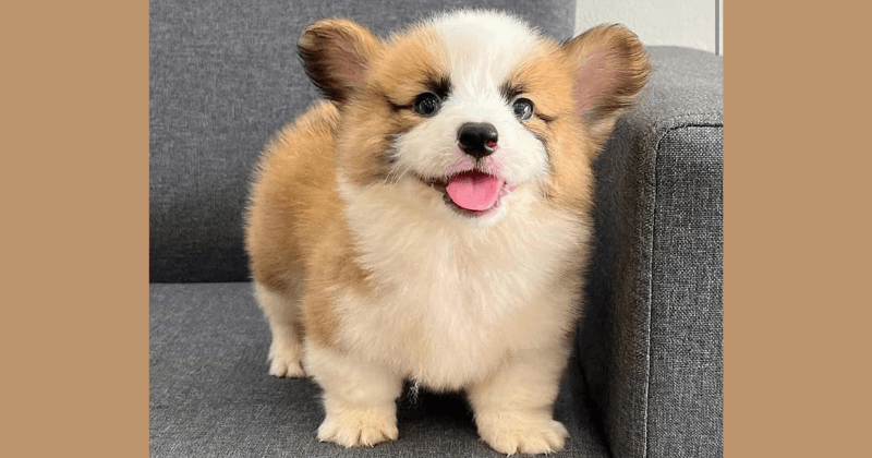 Corgi là giống chó cảnh được ưa chuộng