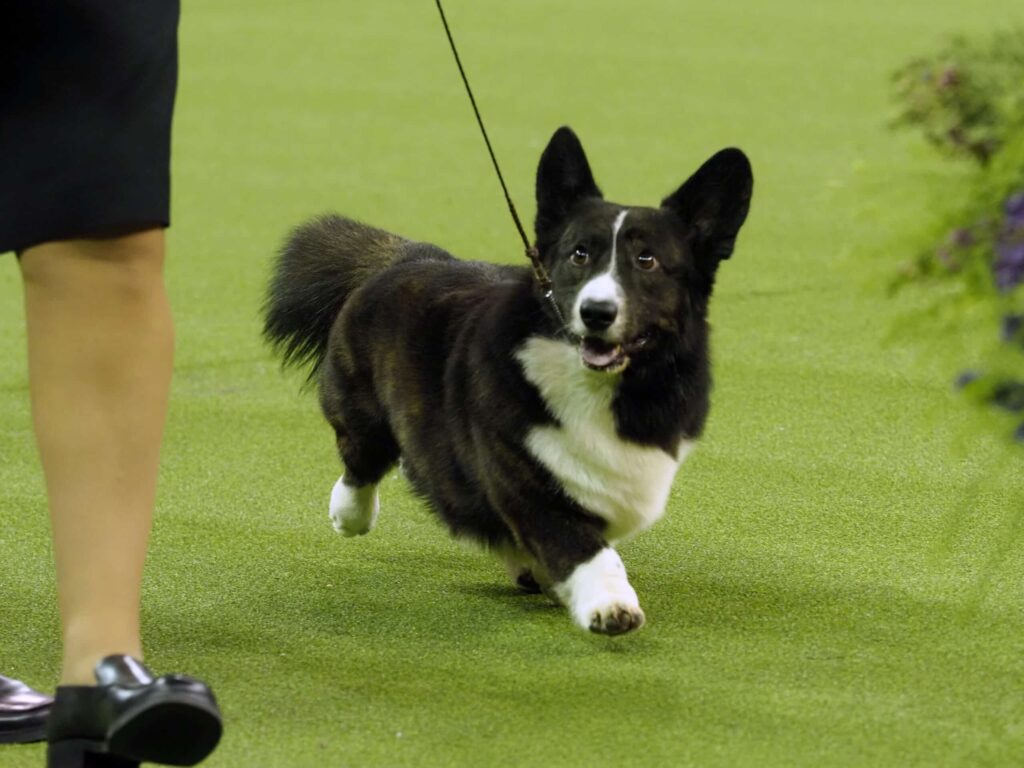 Đặc điểm nổi bật của giống chó Corgi