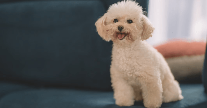 Đặc trưng hình dáng của giống chó Poodle