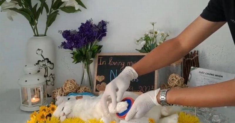 Dịch vụ đón và hỏa táng thú cưng Cù Lao Pet Shop tại TPHCM
