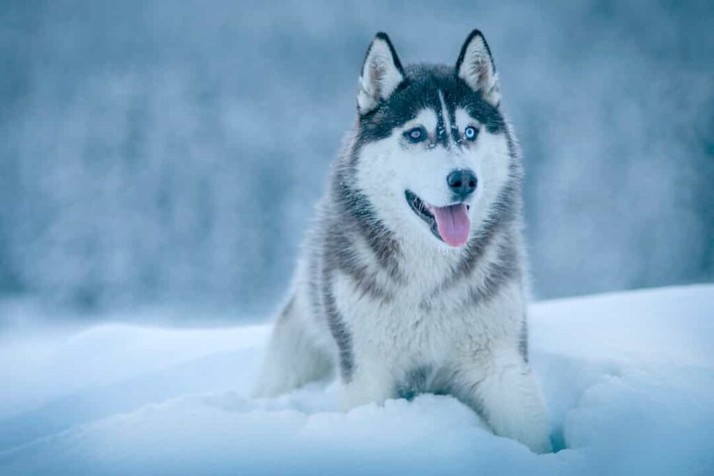 Giống chó cảnh Husky