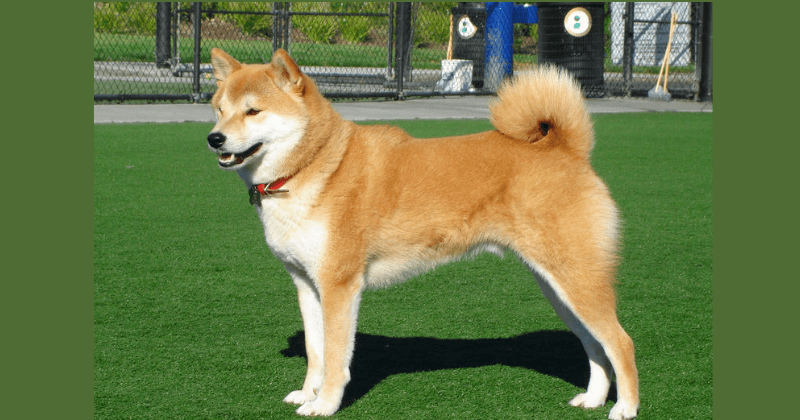 Giống chó cảnh Shiba Inu