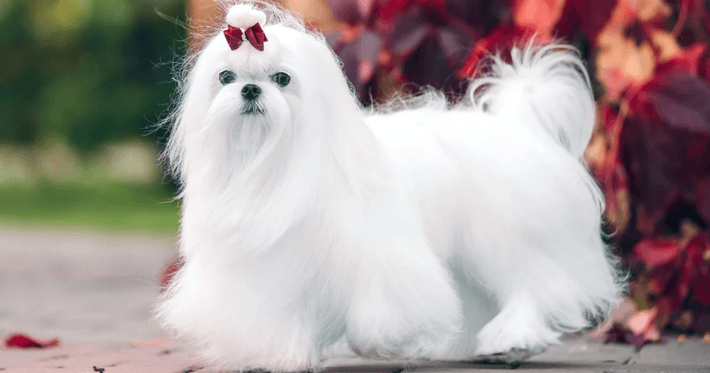 Chó cảnh mini Maltese - giống chó quý tộc cổ xưa