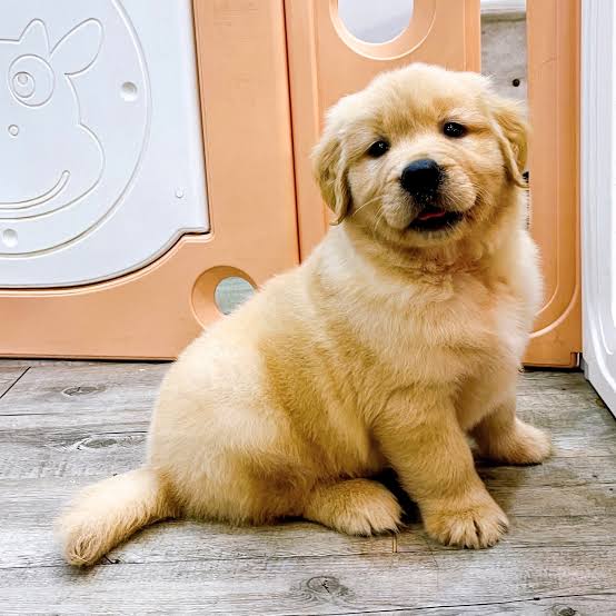 Golden Retriever là giống chó cảnh xinh đẹp và thông minh