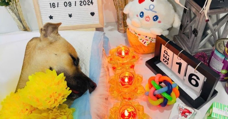 So sánh hỏa táng riêng và hỏa táng chung cho chó mèo