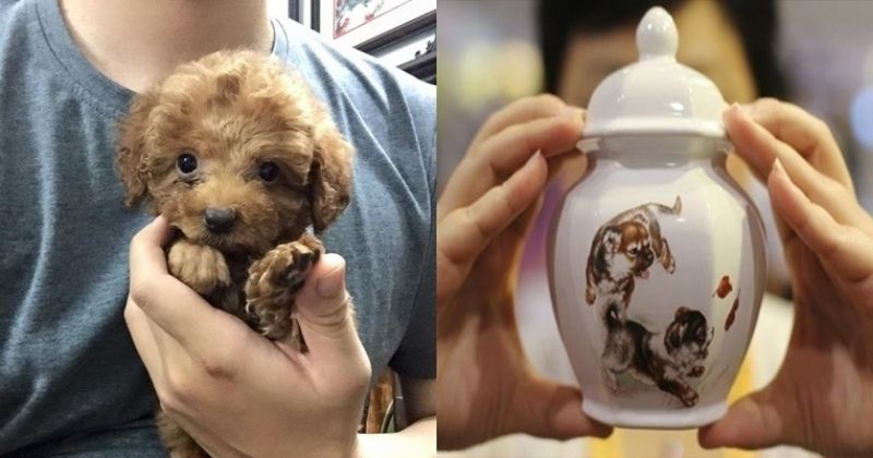 Hũ tro cốt thú cưng có tên và mã hồ sơ