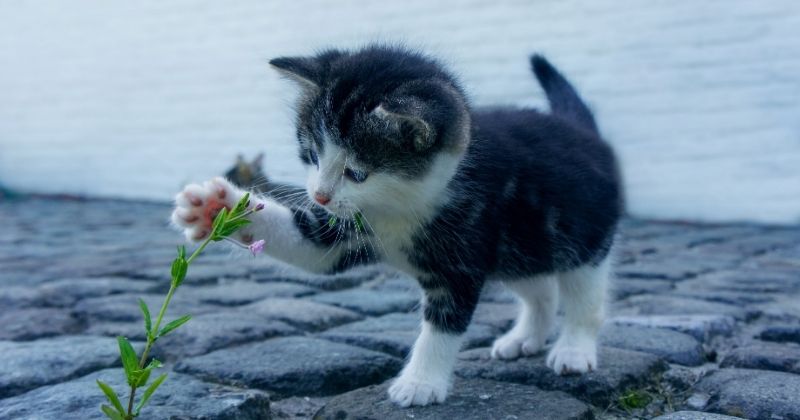 Hũ tro cốt thú cưng có tên và mã nhận diện