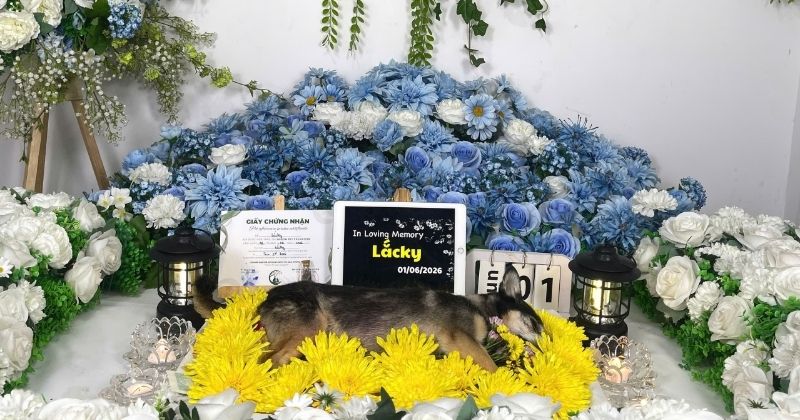 Không gian tiếp nhận và tiễn biệt thú cưng tại Trum’s Pet Cremation